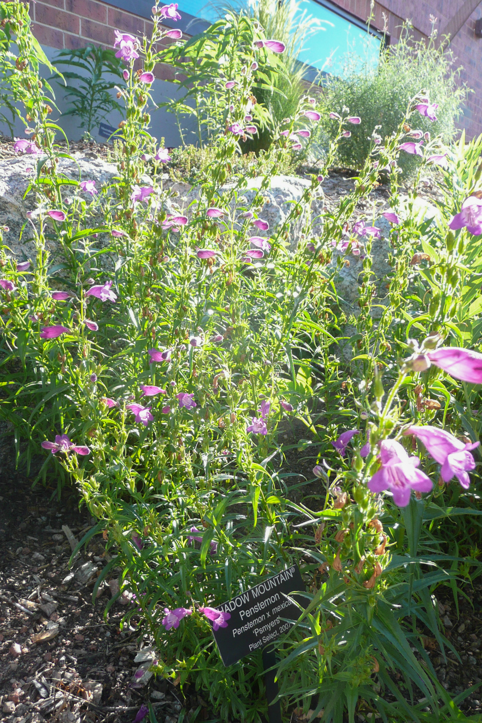 Shadow Mountain Penstemon